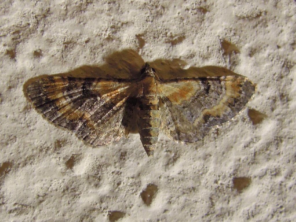 Eupithecia da determinare? Eupithecia linariata